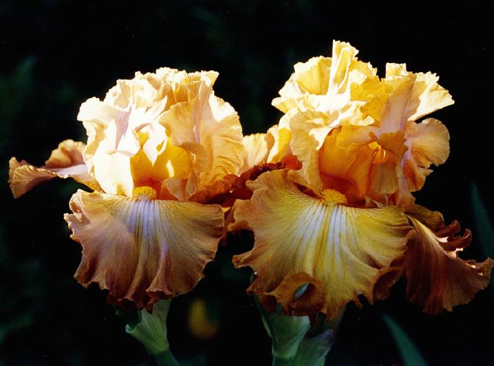 (40) iris.jpg